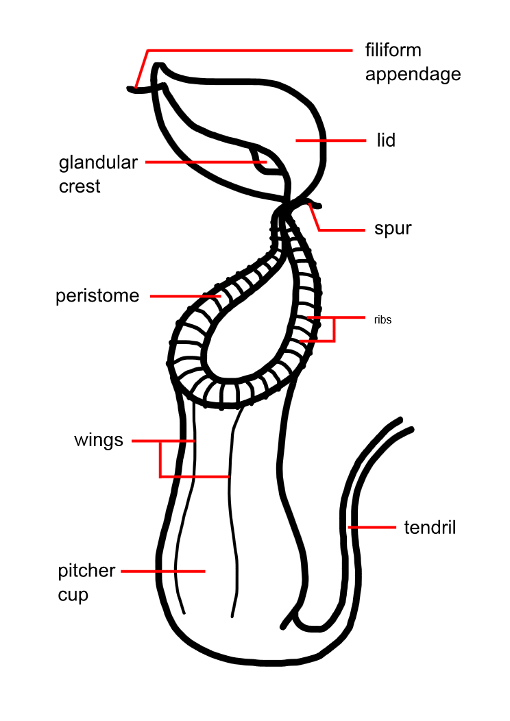 Nepenthes_pitcher_morphology_upper.png