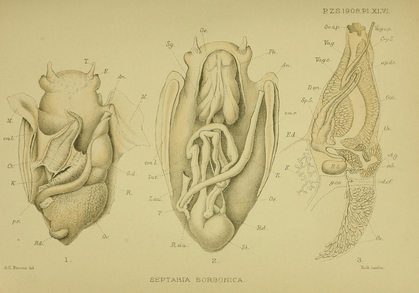 Nerita undata_Neritidae Bourne 1908.jpg