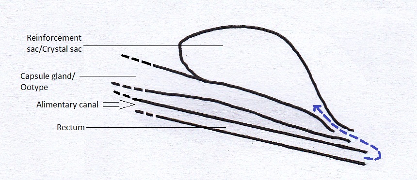 Nerita undata_path of spherulites.jpg