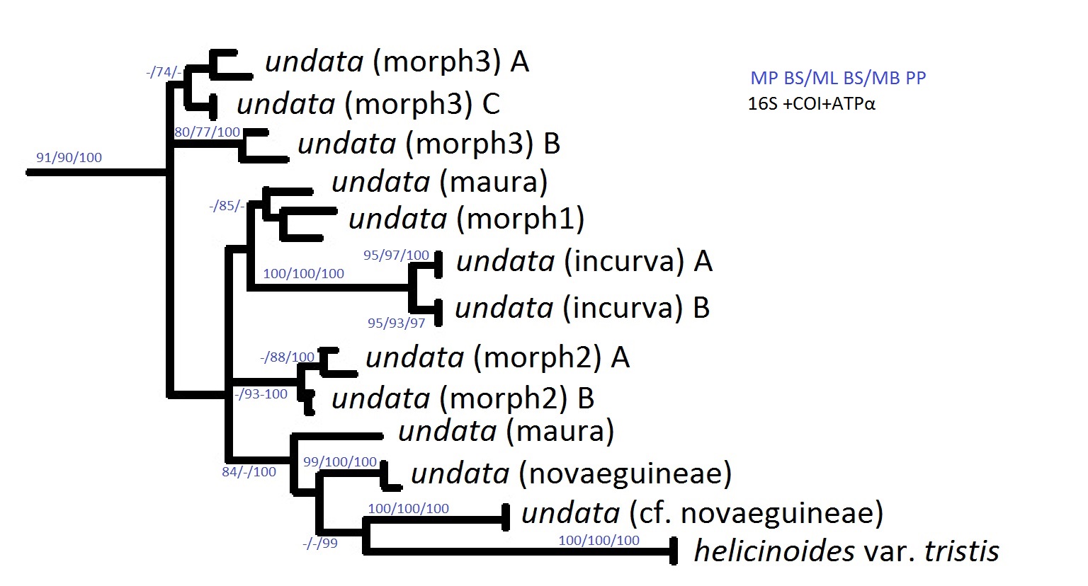 Nerita undata_phologenetic tree edit.jpg