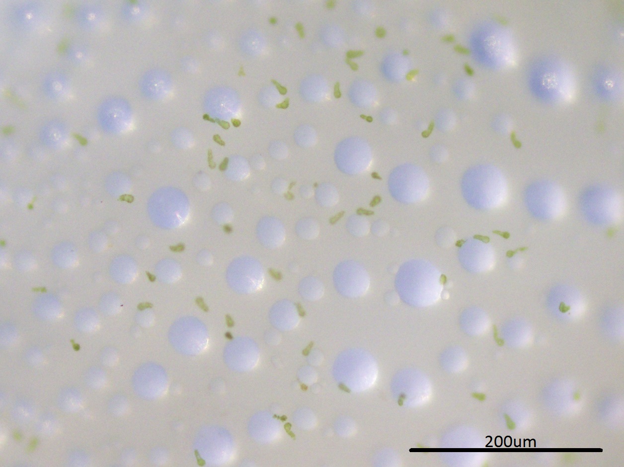 Nerita undata_spherulites2.jpg