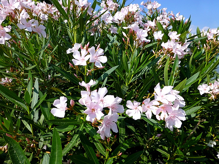 Nerium oleander.jpg