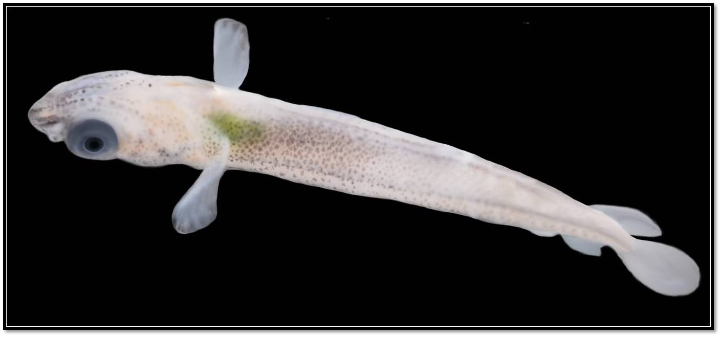 New born halfbeak.jpg