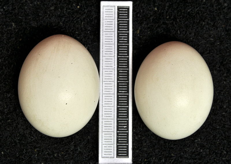Ninox scutulata eggs.jpg