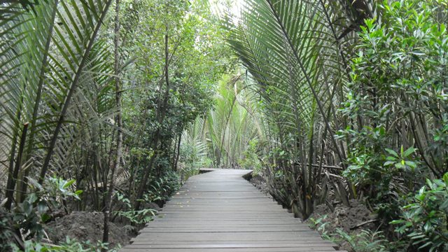 Nipah along mangrove boardwalk in NE P. Ubin.JPG
