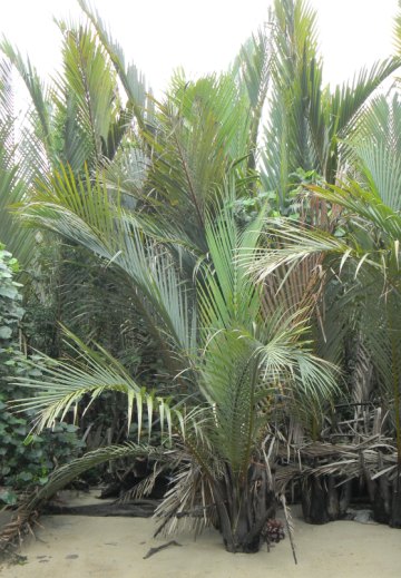 Nipah palm with fruit bunch 2.JPG