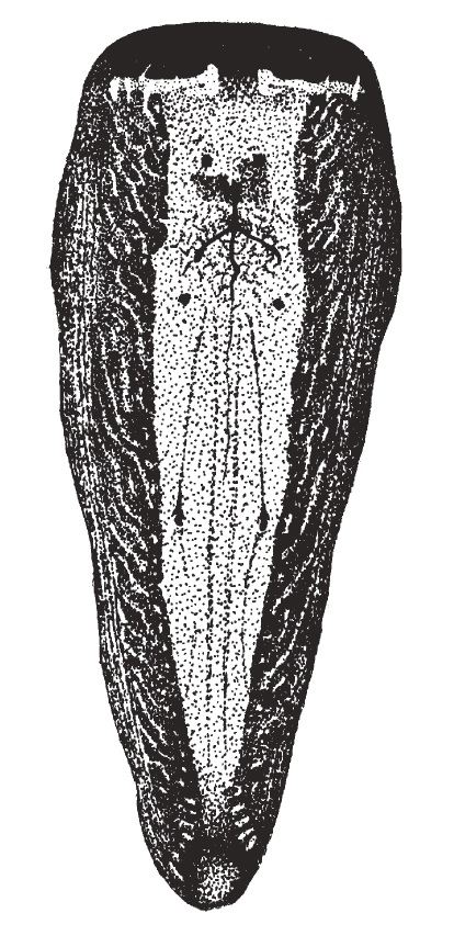 Np. pilipes (abdomen, dorsal).jpg