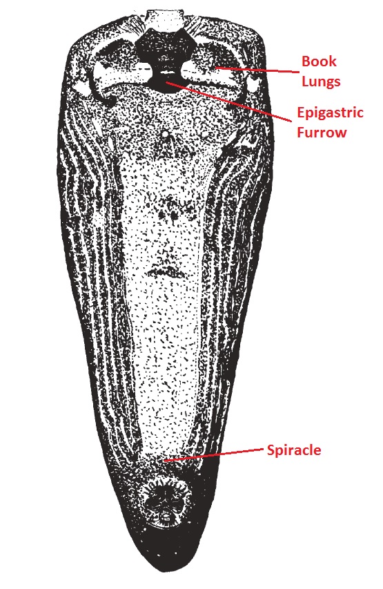 Np. pilipes (abdomen, ventral).jpg