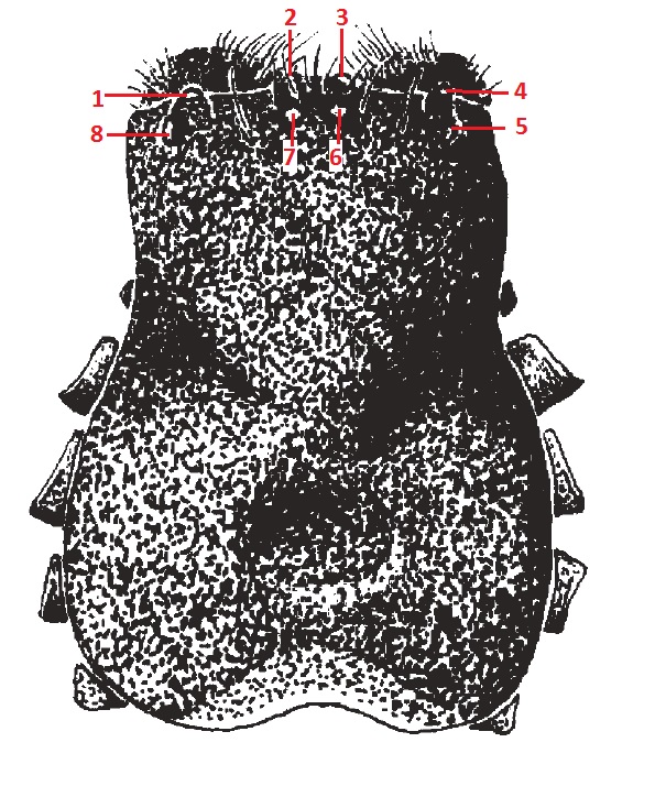 Np. pilipes (cephalothorax, dorsal).jpg