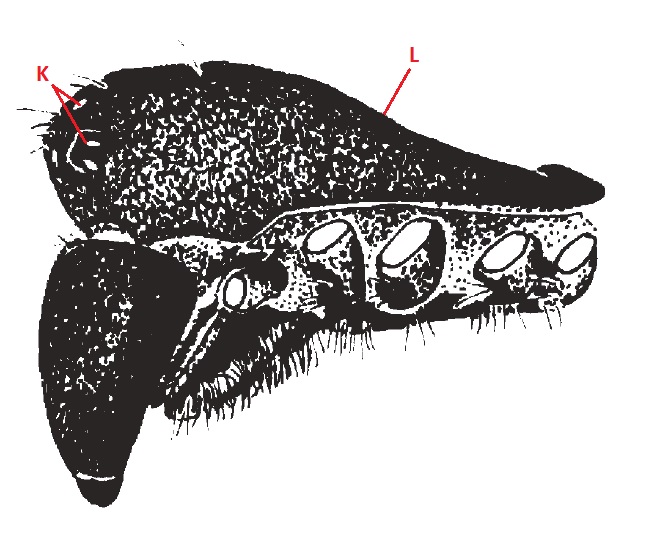 Np. pilipes (cephalothorax, lateral).jpg