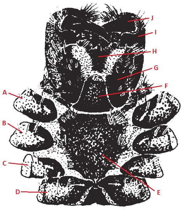 Np. pilipes (cephalothorax, ventral).jpg