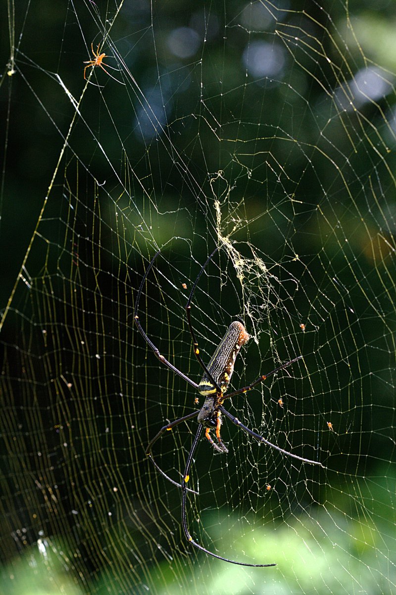 Np. pilipes (female with parasites).jpg