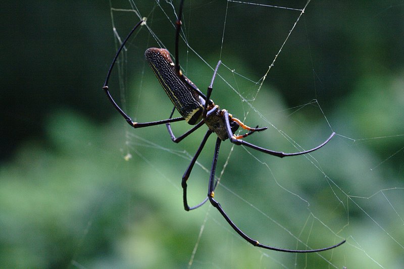 Np. pilipes (female).jpg