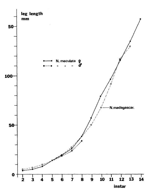 Np. pilipes (graph).jpg