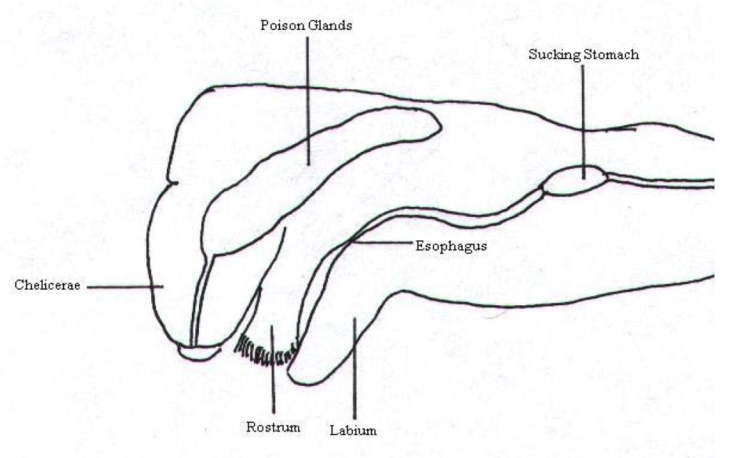 Np. pilipes (poison gland).jpg