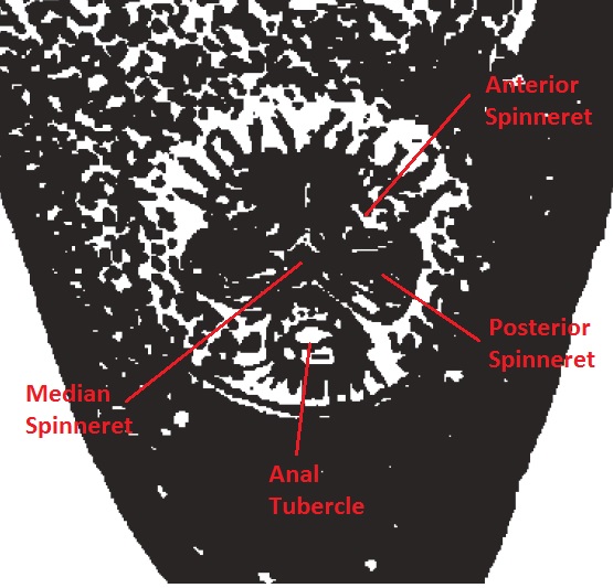 Np. pilipes (spinneret).jpg