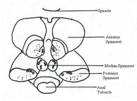 Np. pilipes (spinneret, illustration).jpg