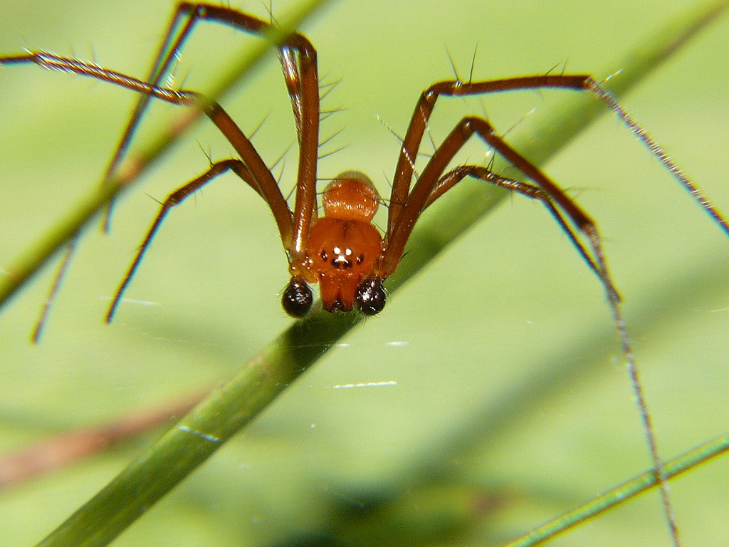 taxo4254 - Nephila pilipes