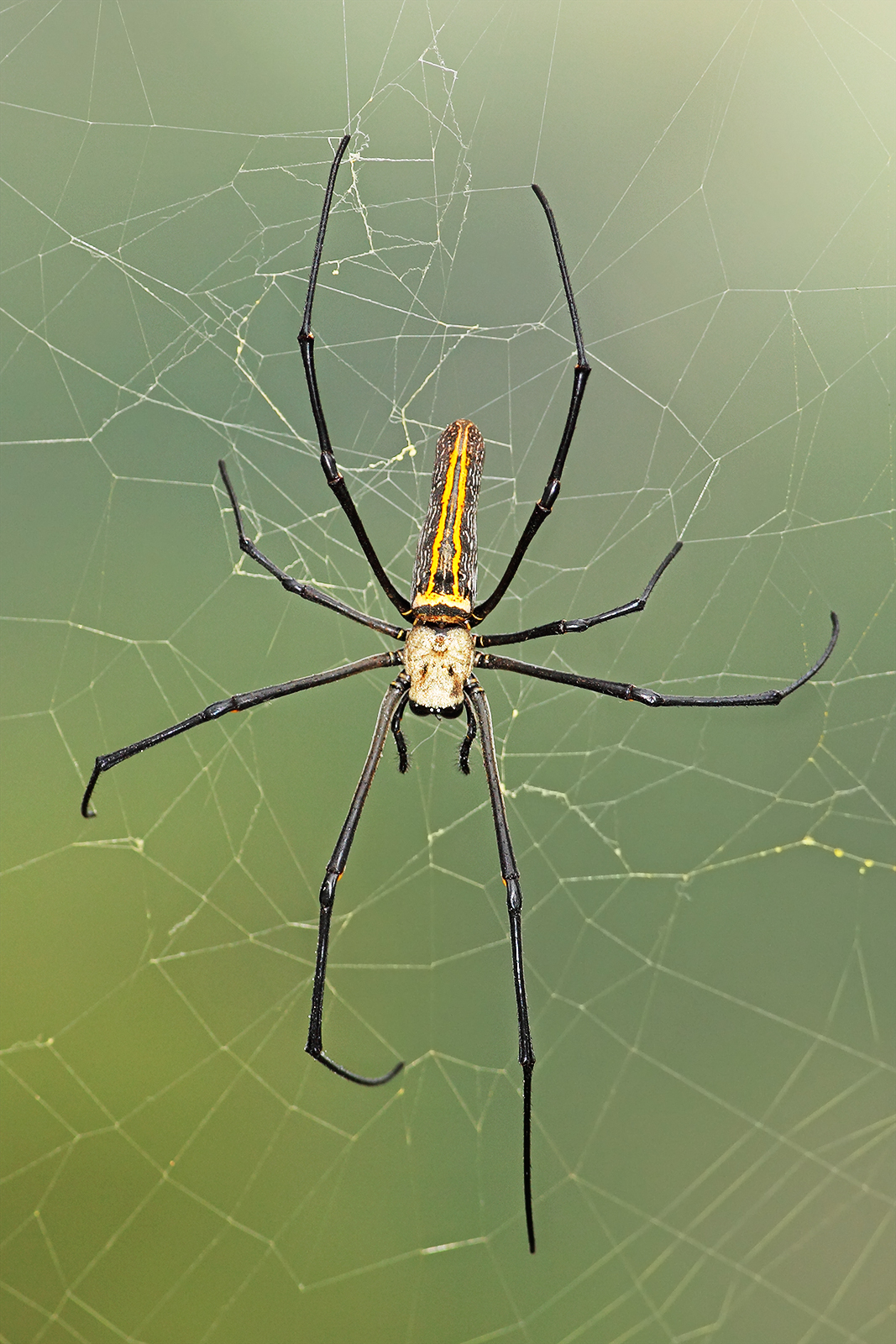 taxo4254 - Nephila pilipes