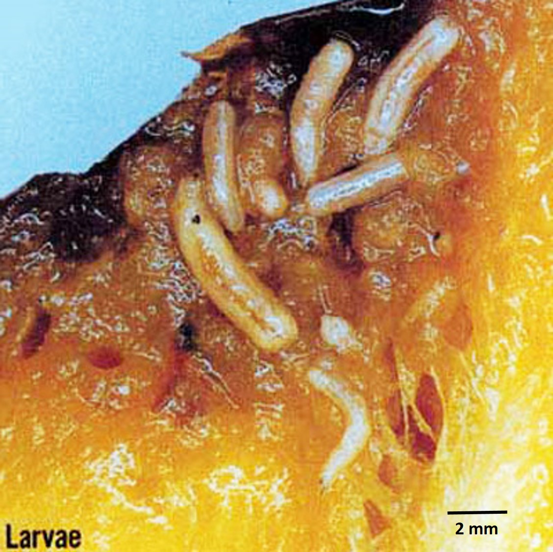 OFF larvae.jpg