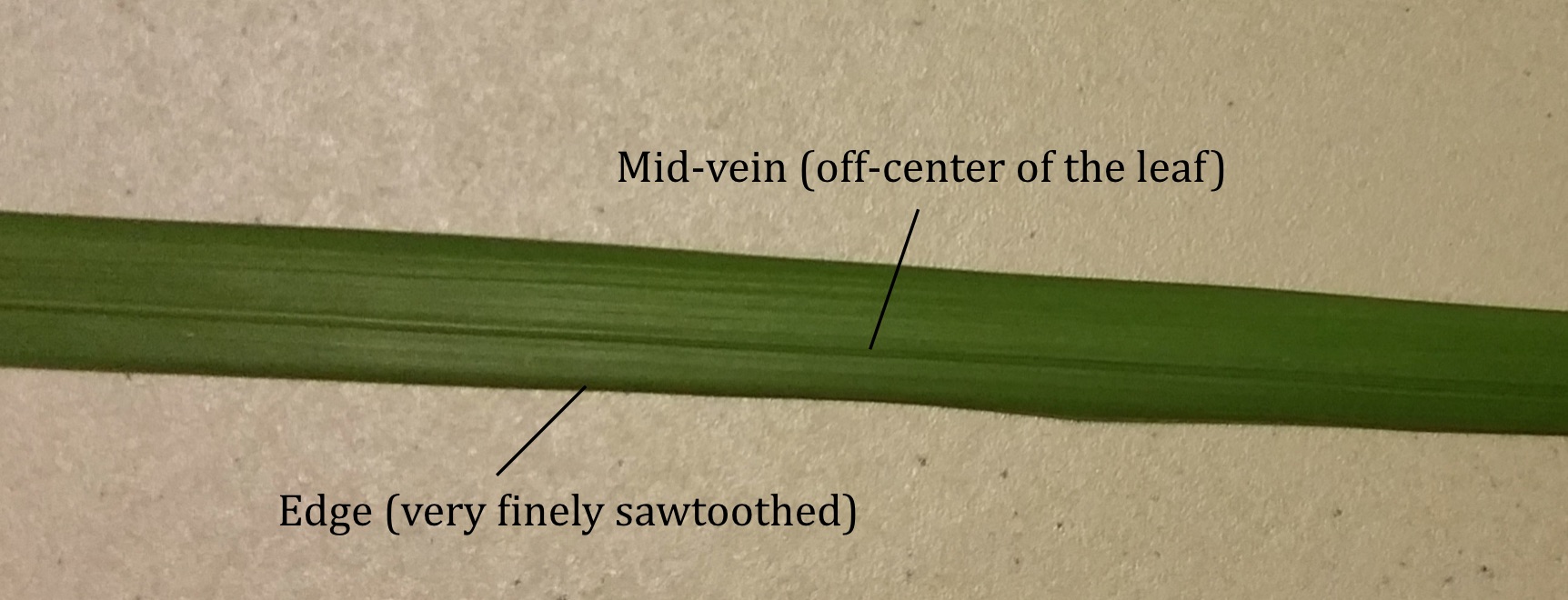 Off-center mid-vein lalang leaf.jpg