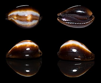 Onyx cowrie.PNG