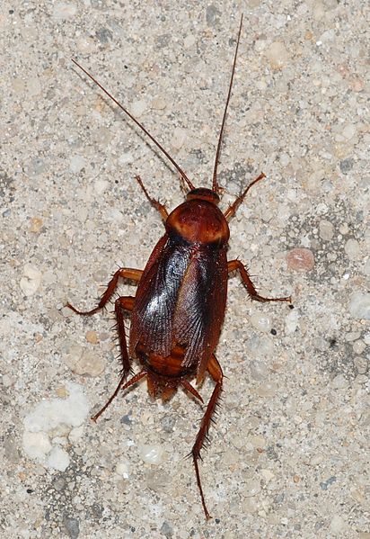 Oriental - cockroach by Alvesgaspar.jpg