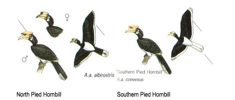 Oriental pied hornbills subspecies.jpg