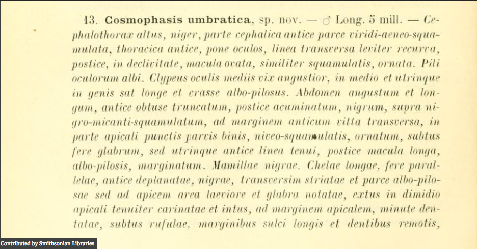 Original description of umbratica.png