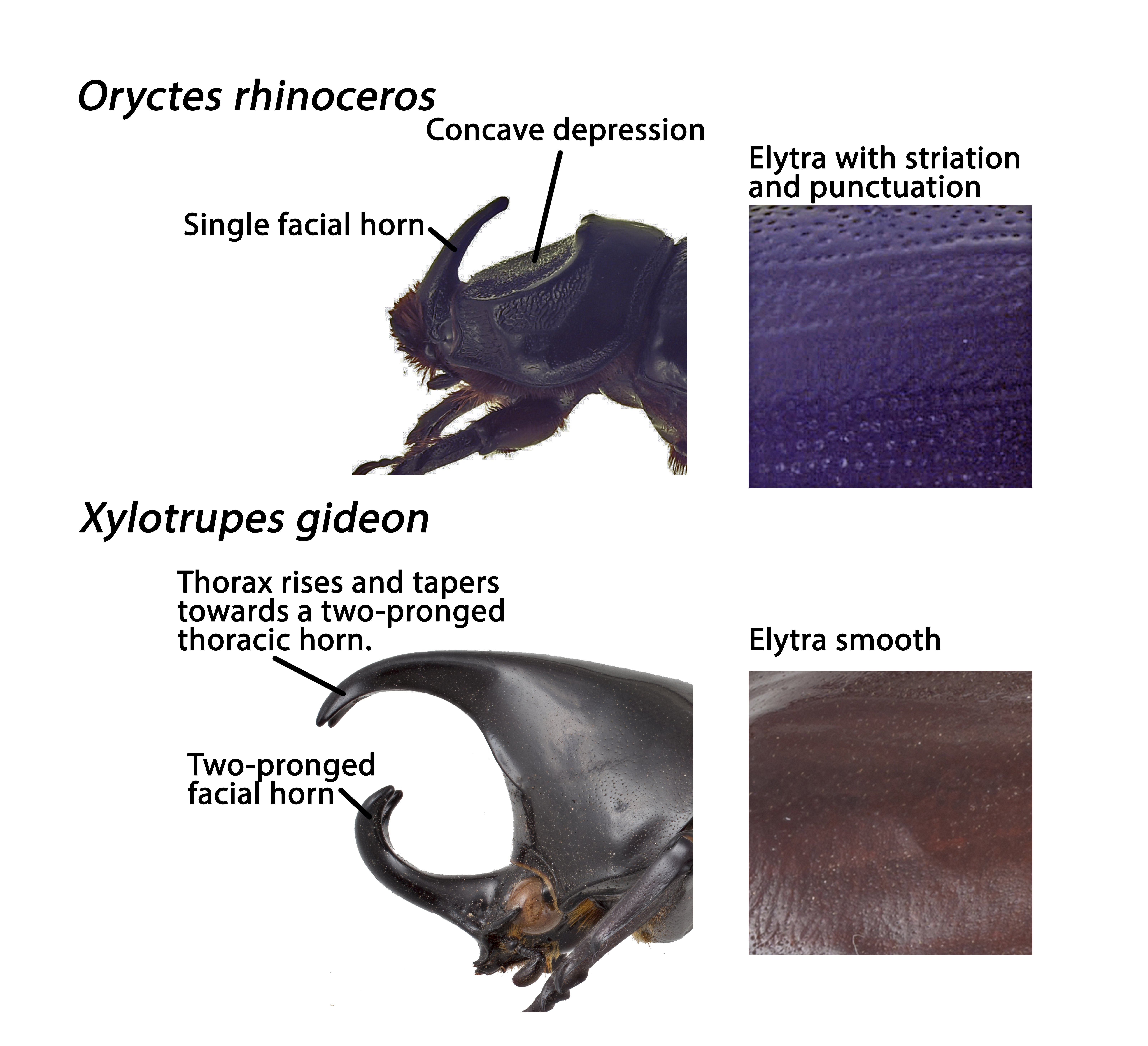 Oryctes Xylotrupes.jpg