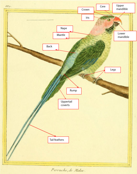 PL_bird_colouration_1.jpg