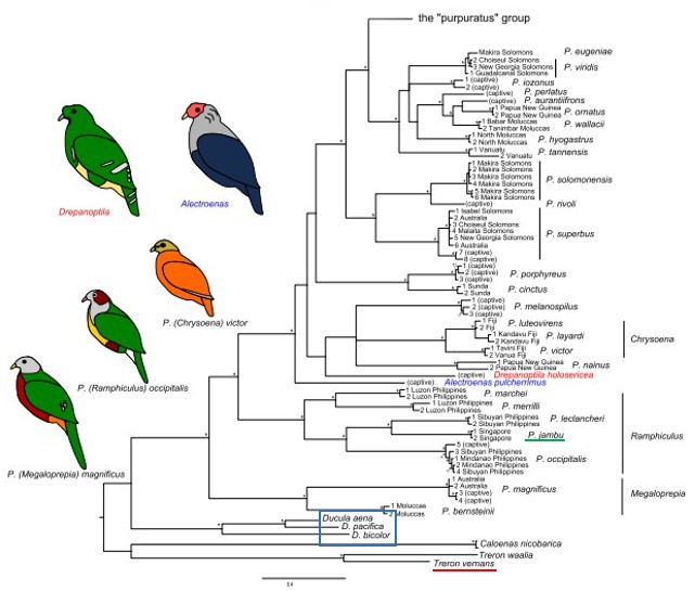 PNGP phylogeny tree.jpg