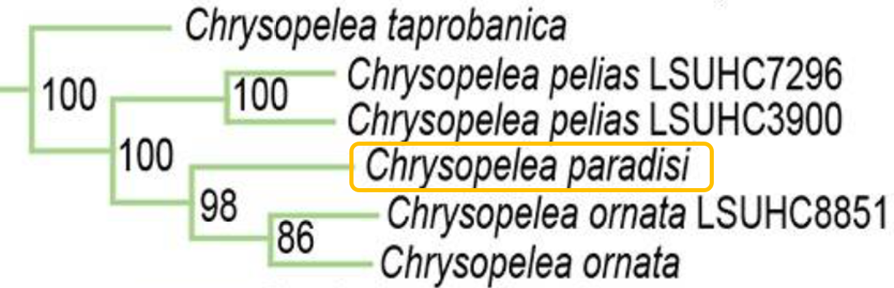 PTS chrysopelea.png
