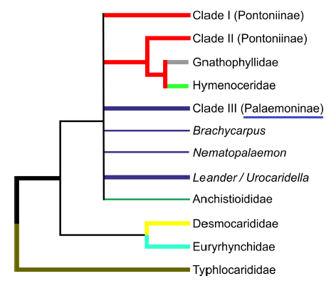 Palaemonidae Phylogeny.png