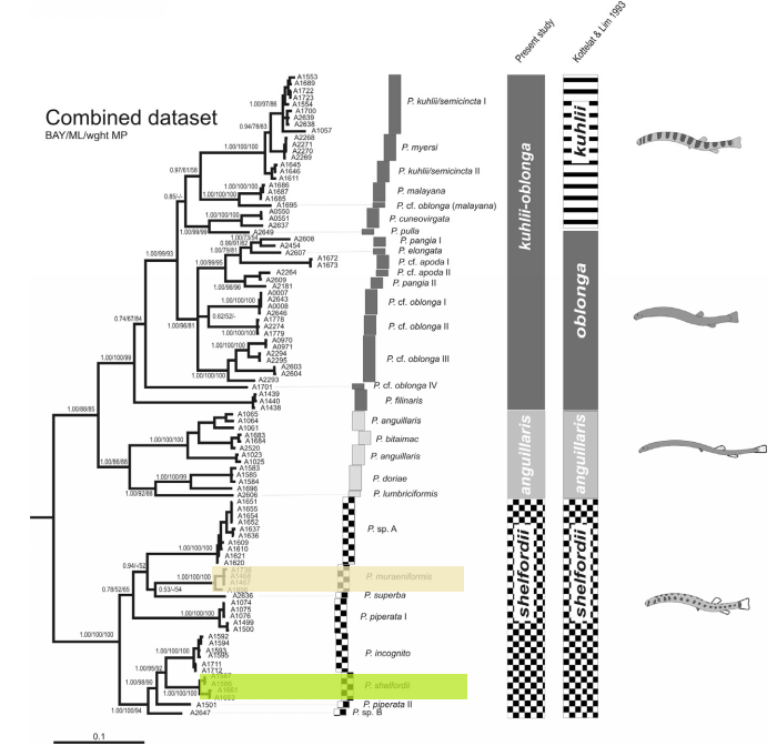 Pangio phylogeny - groups.png
