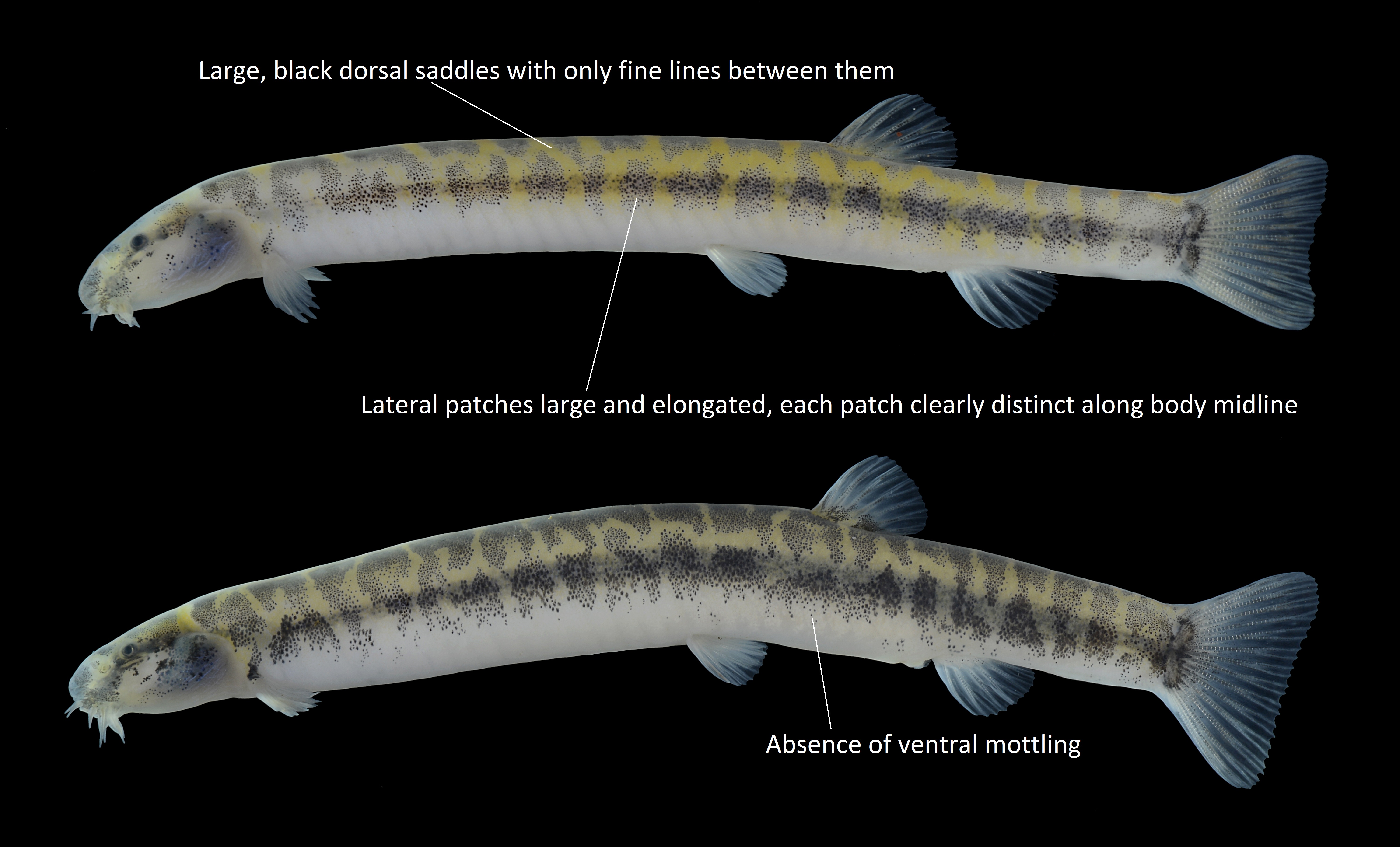 taxo4254 - Pangio muraeniformis