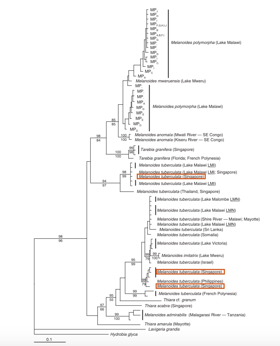 Phylogenetic Tree MT2.jpg
