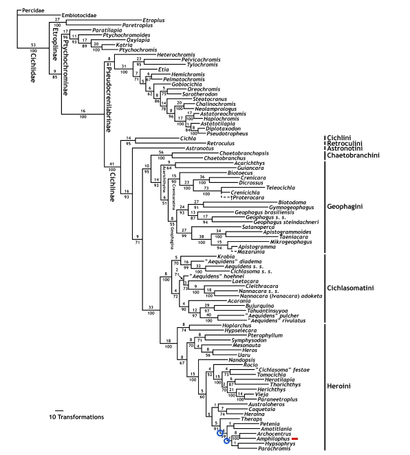 Phylogenetic tree genera smith_weak supports circled.jpg
