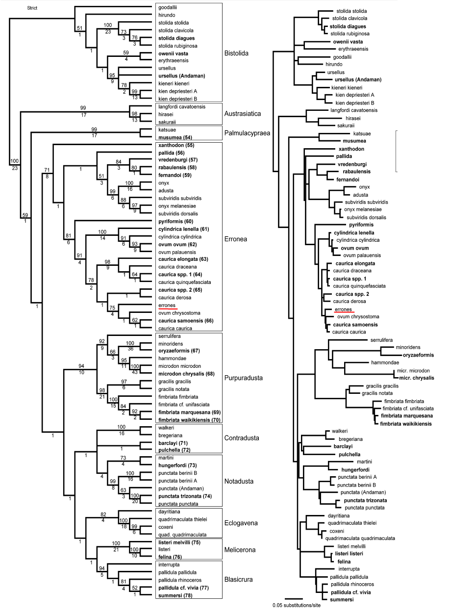 Phylogenetic tree species.png