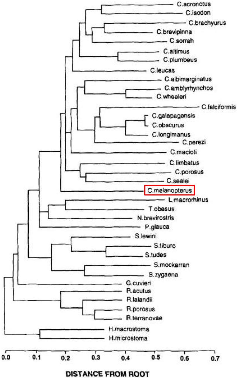 Phylogenetic tree_amended.jpg