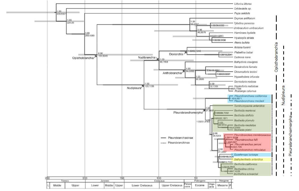 Phylogenetic tree_labelled.jpg