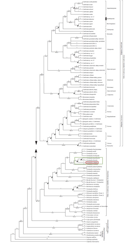 Phylogenetic tree_t catappa.jpg