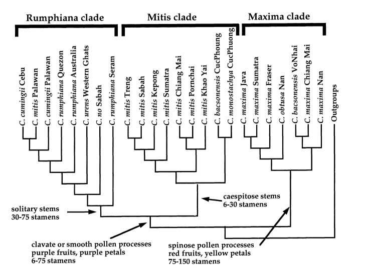 Phylogenetics of c. mitis (1).jpg