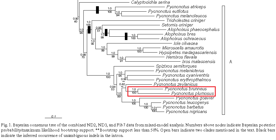Phylogeny_OWB1.png