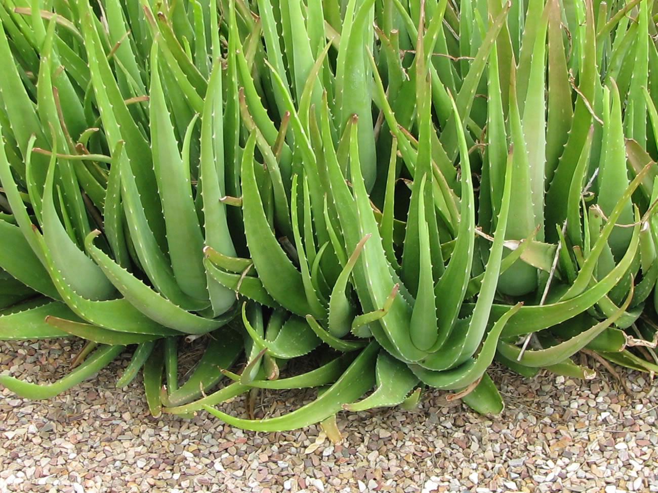 Planta-Aloe-Vera.jpg