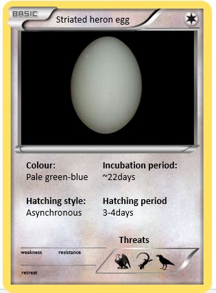 Pokemon egg.JPG