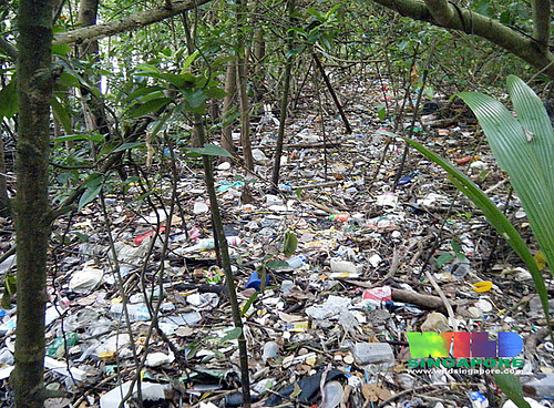 Pollution_in_Pasi_ris_mangroves.jpg
