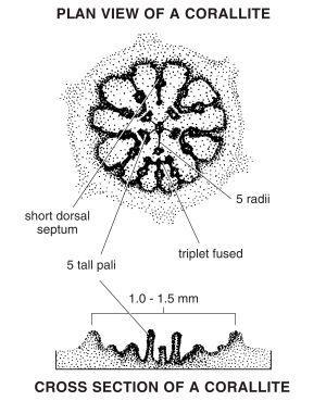 Porites lutea corallties.jpg