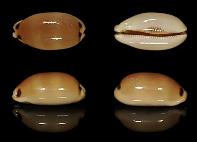 Pulchra cowrie.PNG