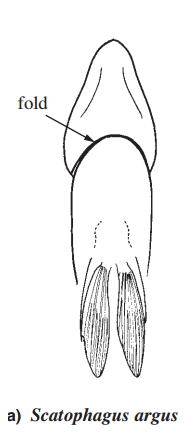 S. argus gill membrane.png